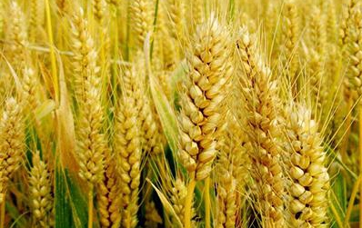 河南省噸源種業(yè)有限公司